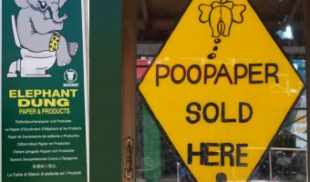 Elephant poopaper